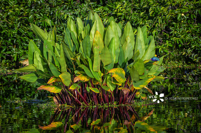 紫水鸡图片素材