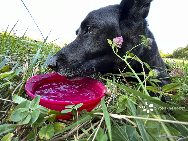 一只黑色德国牧羊犬在舔舐图片素材