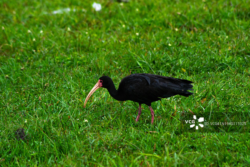 鹳鸟栖息在草地上的特写，墨西哥新莱昂州圣卡塔琳娜图片素材