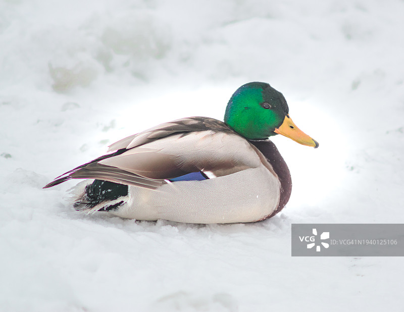 乌克兰雪地上的绿头鸭特写图片素材