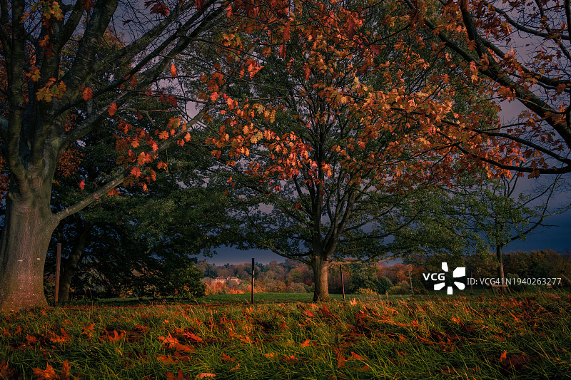 英国梅德斯通的秋季田野树木图片素材