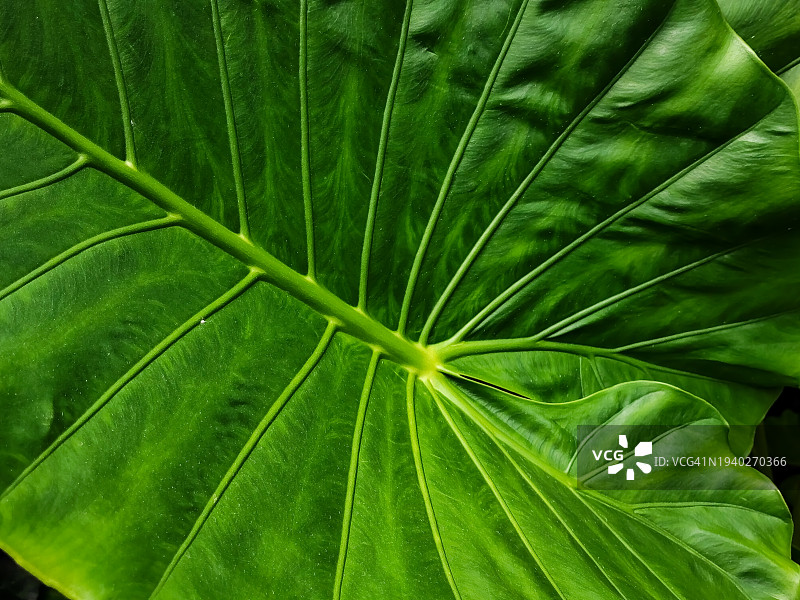 墨西哥绿叶，全画幅图片素材