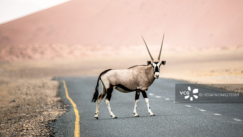 侧面视角的长角羚羊在道路上行走，背景是天空图片素材