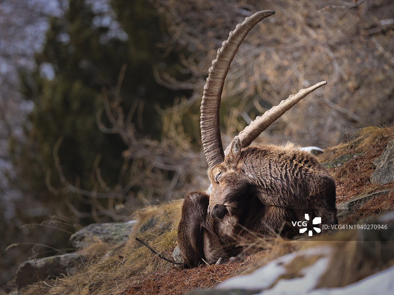 瑞士岩石上的动物特写图片素材