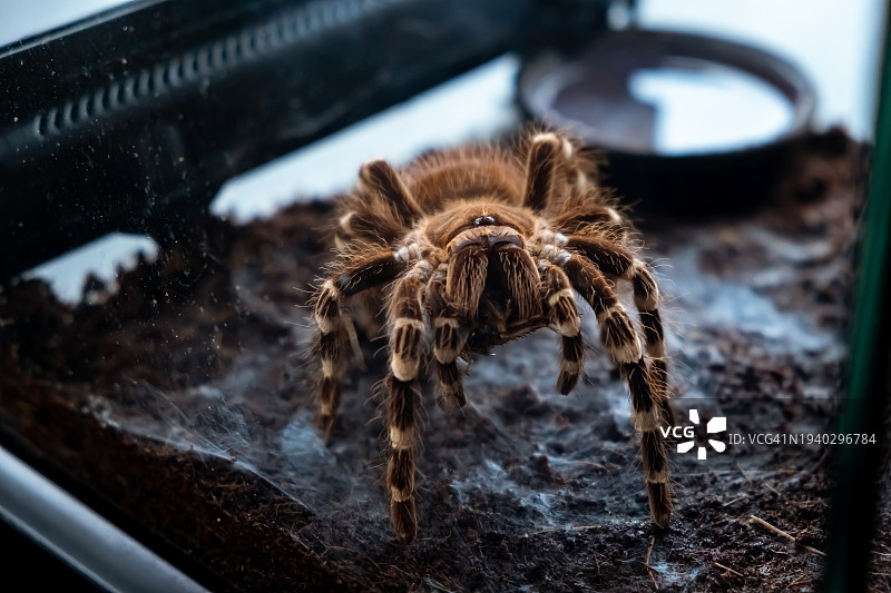 蜘蛛特写图片素材