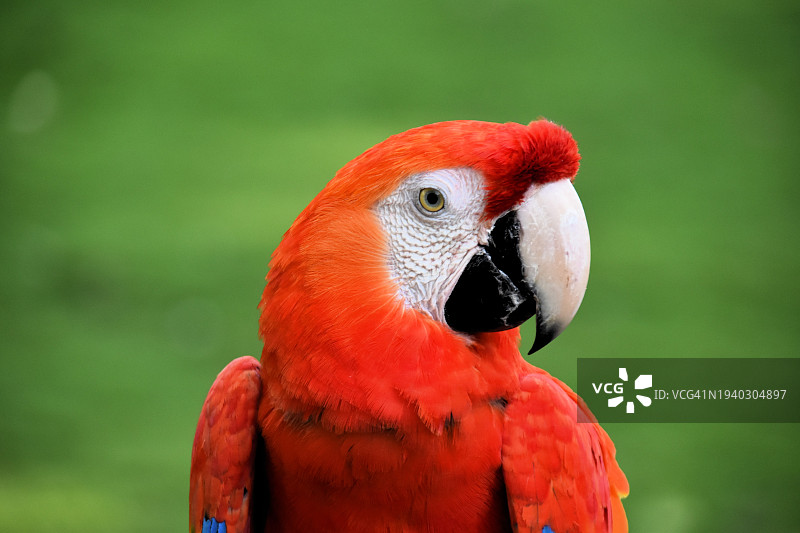 墨西哥城：猩红金刚鹦鹉特写图片素材