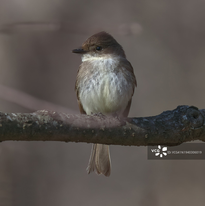 鸣雀栖息在树枝上，美国俄克拉荷马州塔尔萨图片素材