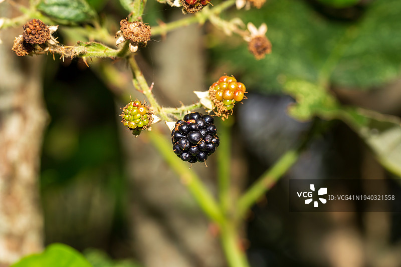 植物上生长的浆果特写图片素材
