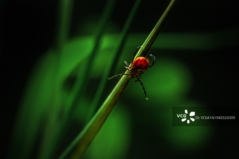 昆虫在植物上的特写图片素材