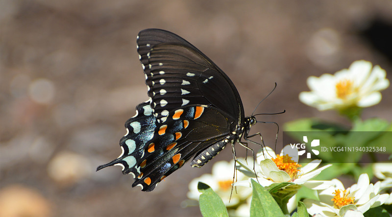 蝴蝶在花上采蜜特写，美国新泽西州米德尔敦图片素材