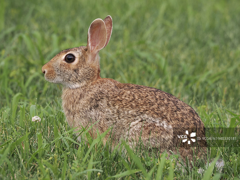 美国马萨诸塞州韦尔斯利，草地上原尾兔的特写图片素材