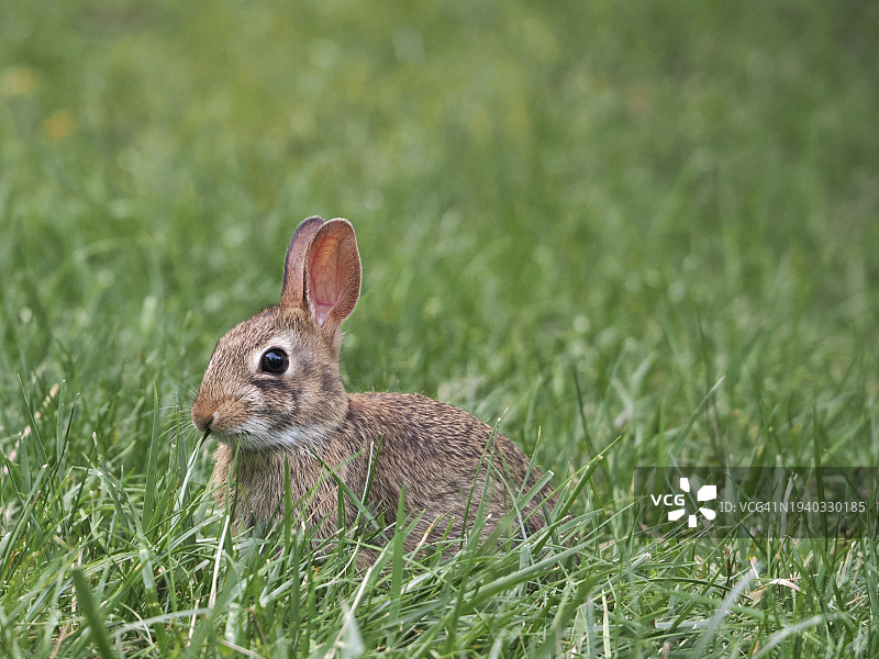 美国马萨诸塞州韦尔斯利，草地上原尾兔的特写图片素材