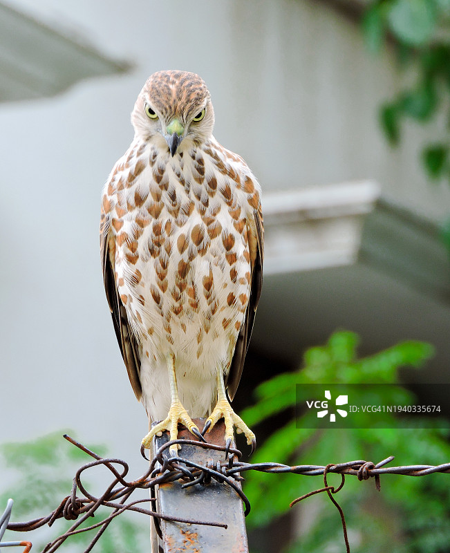 栖息在树枝上的猫头鹰特写图片素材