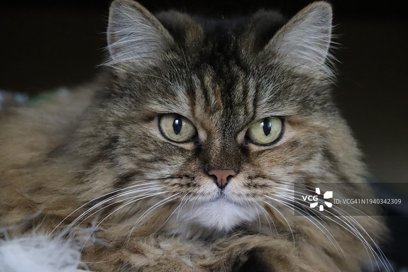 猫的特写肖像图片素材