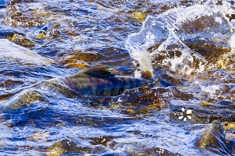美国阿拉斯加朱诺海景全画幅照片图片素材