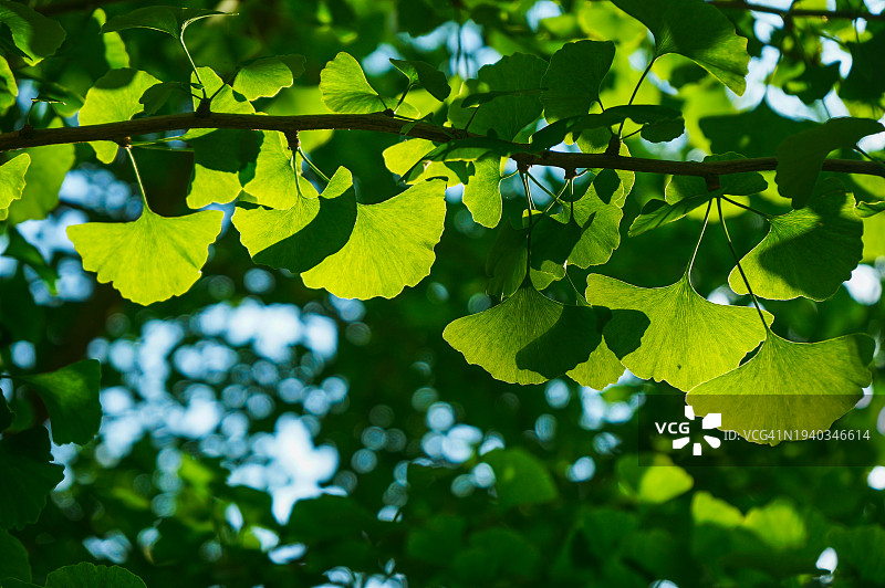 树上的树叶仰视角度图片素材