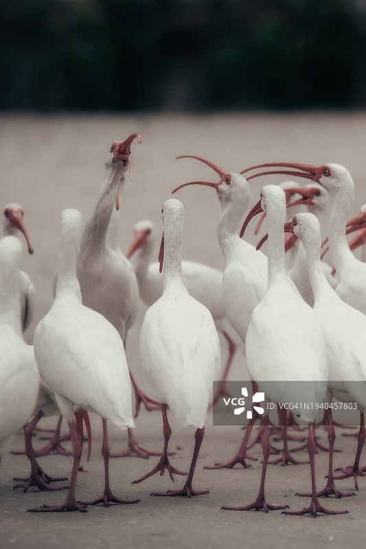 争吵的鹮图片素材