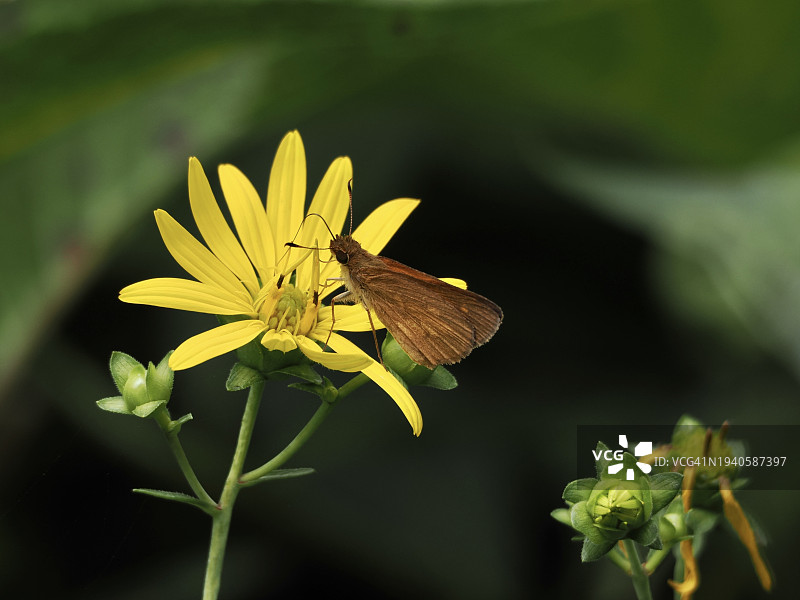 特写：蝴蝶在美国马萨诸塞州布鲁斯特黄色花朵上采蜜图片素材