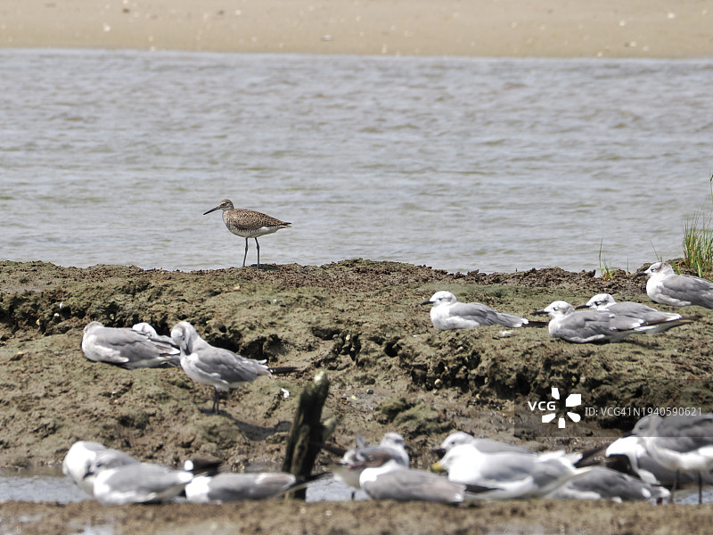 鸟瞰栖息在美国马萨诸塞州布鲁斯特海岸的鸟群图片素材