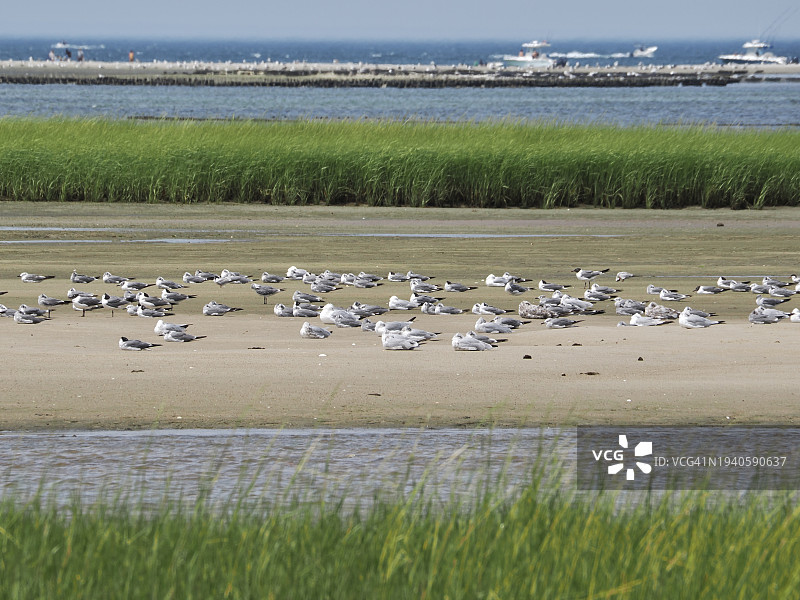 美国马萨诸塞州布鲁斯特的羊群图片素材