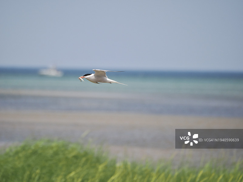 美国马萨诸塞州布鲁斯特海面上飞翔的海鸥特写图片素材