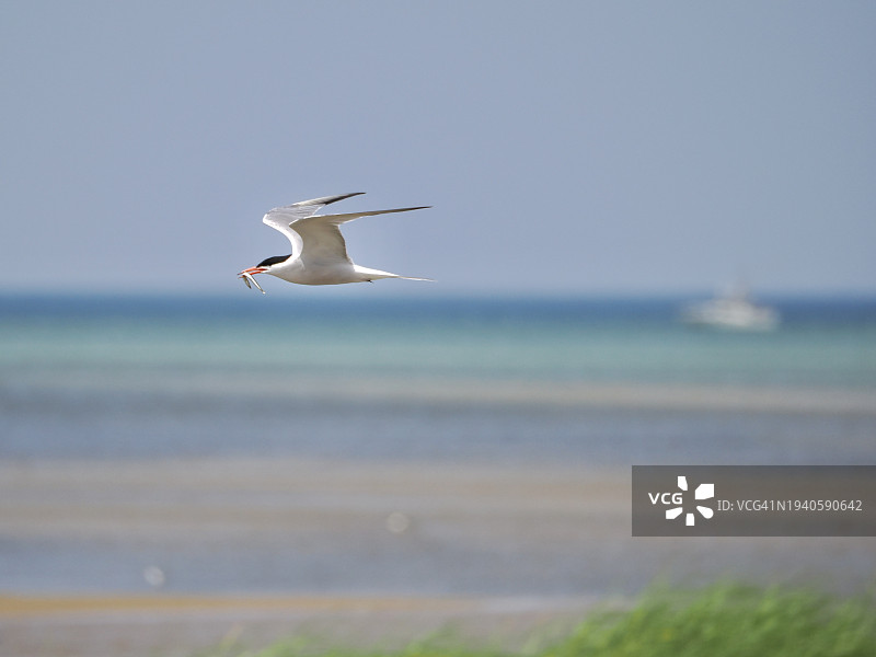 美国马萨诸塞州布鲁斯特海面上飞翔的海鸥特写图片素材