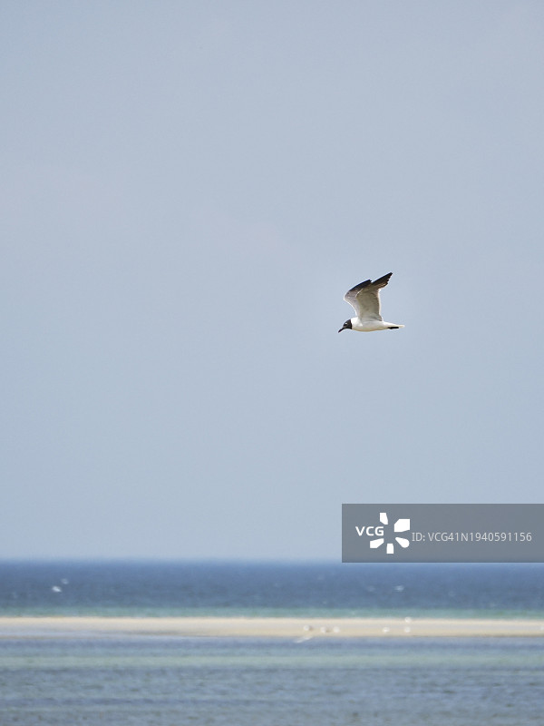 飞越美国马萨诸塞州布鲁斯特海面的海鸥图片素材
