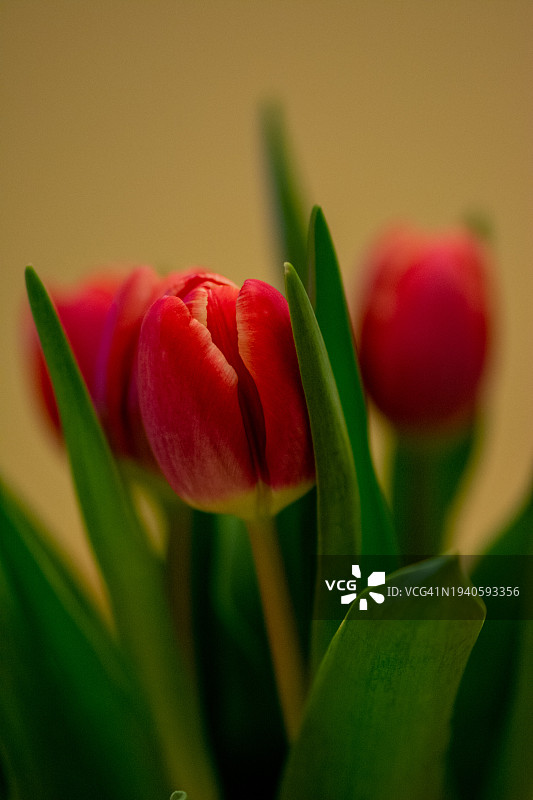 特写：保加利亚阿塞诺夫格勒的红色郁金香图片素材