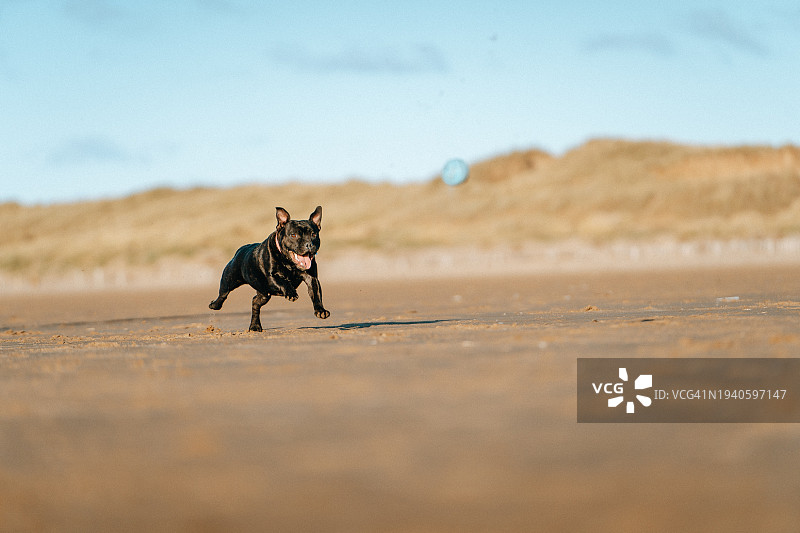 在海滩上奔跑的斗牛犬，英国兰开夏郡图片素材