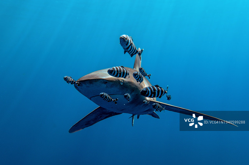 仰视海中鲨鱼图片素材