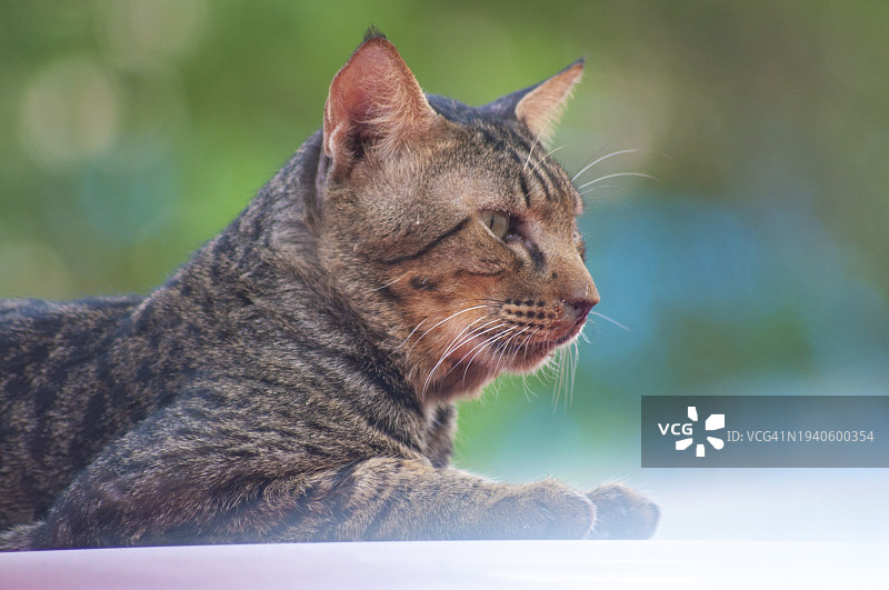 扭头猫特写图片素材