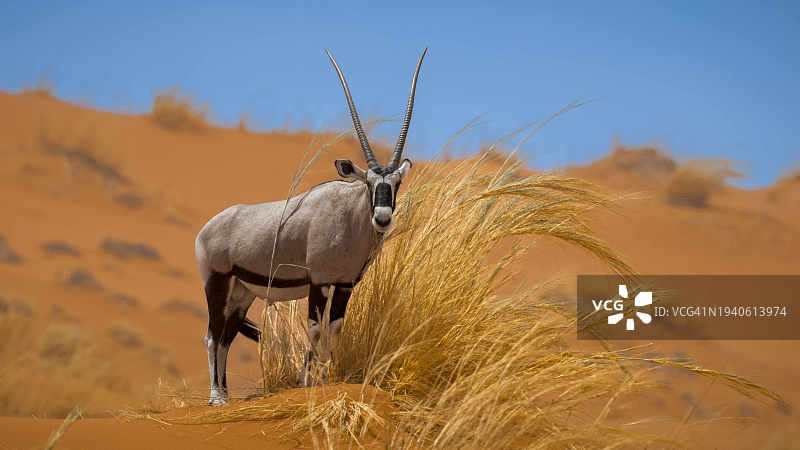 站在空旷天空下的长角羚羊侧面图图片素材