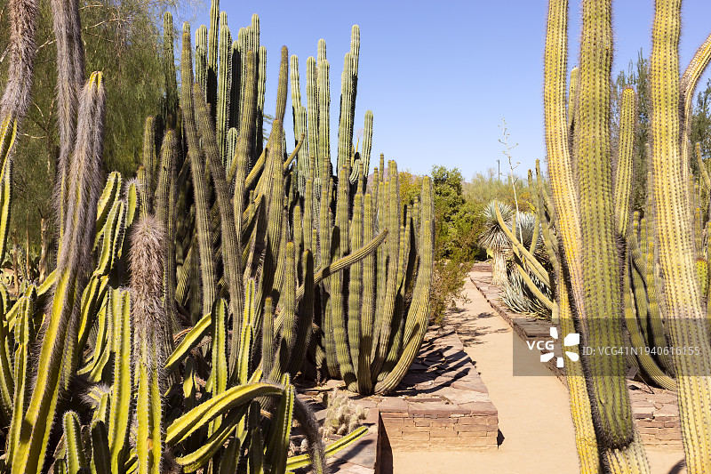 陆地上仙人掌植物全景图片素材