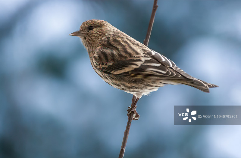 挂在树枝上的松雀图片素材