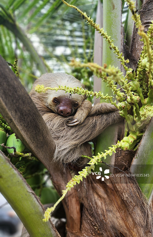 树懒在热带雨林树冠上图片素材