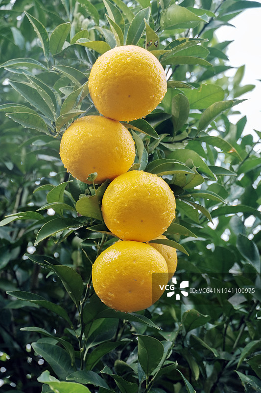 雨中闪闪发光的八朔橘子图片素材