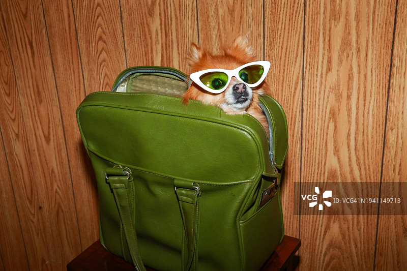 20世纪70年代宠物旅行猫眼太阳镜图片素材