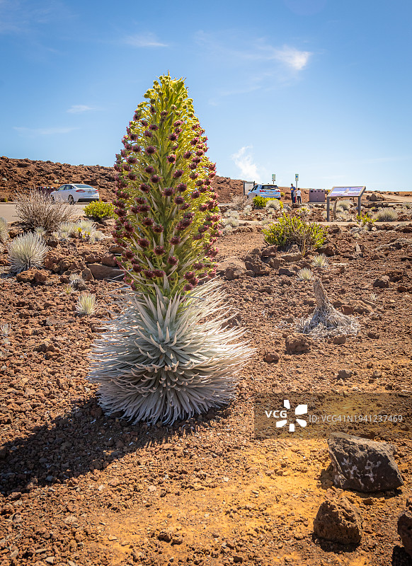 哈莱阿卡拉山的银剑蕨图片素材