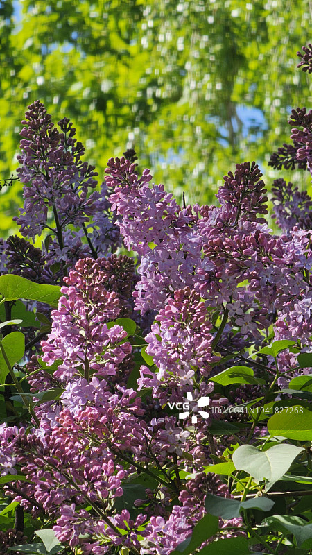 阳光下柔美背景的紫色丁香花图片素材