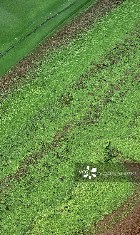 河边绿藻大量繁殖的图案，展现大自然的纹理图片素材