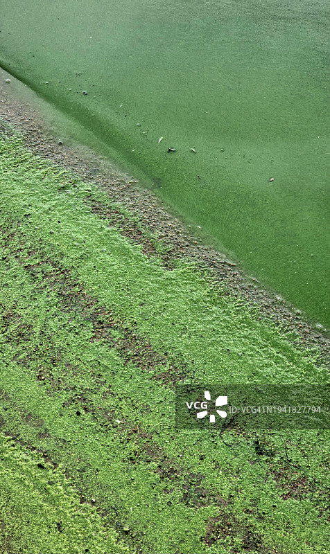 河边绿藻大量繁殖的图案，展现大自然的纹理图片素材