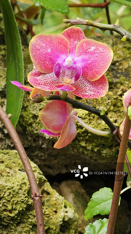 植物园中绿色树木背景下的兰花图片素材