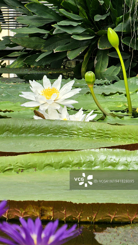 植物园内的睡莲，背景是绿色树木，阳光明媚。热带温室植物图片素材