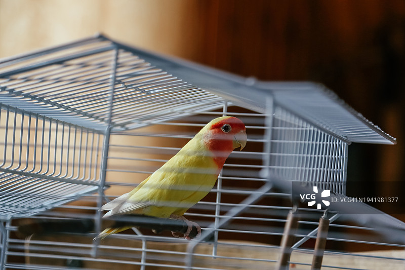 家中的小鹦鹉，环境光，选择性聚焦图片素材