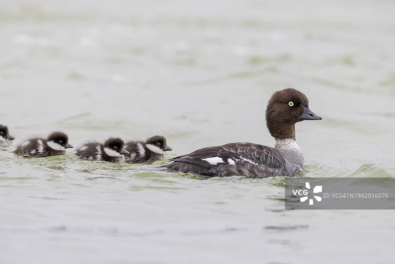 冰岛米湖拉河，带着雏鸟的斑头秋沙鸭雌鸟图片素材