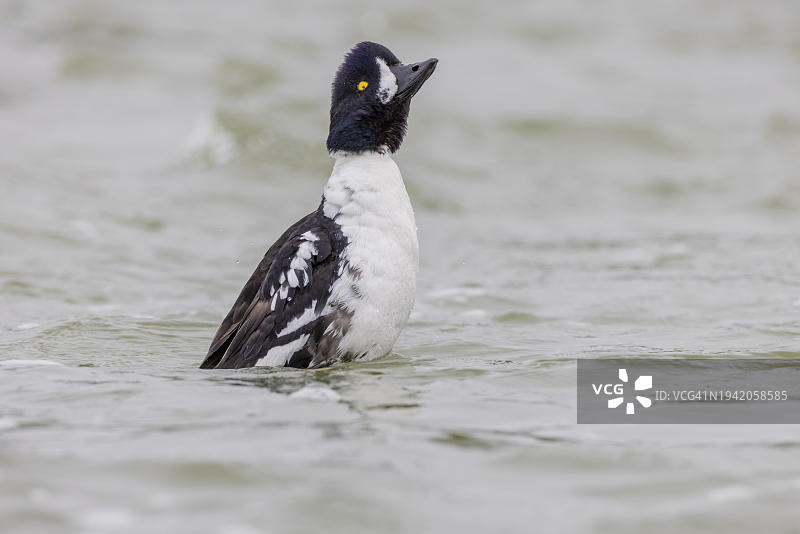 雄性潜鸭伸展身体，米湖拉河，冰岛，欧洲图片素材