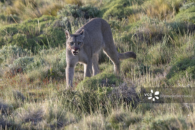 美洲狮：智利百内国家公园图片素材