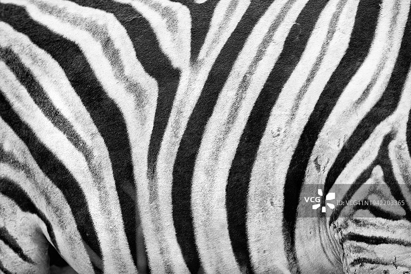 纳米比亚埃托沙国家公园的野生斑马图片素材