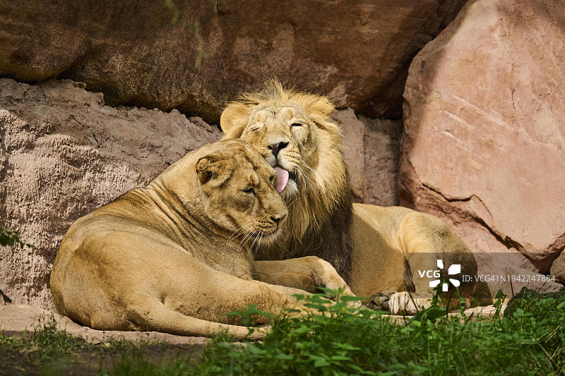 亚洲狮（波斯豹狮），雄性和雌性躺卧，圈养，德国，欧洲图片素材