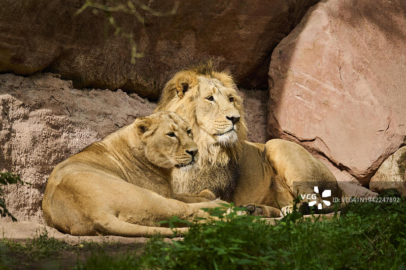 亚洲狮（波斯豹狮），雄性和雌性躺卧，圈养，德国，欧洲图片素材